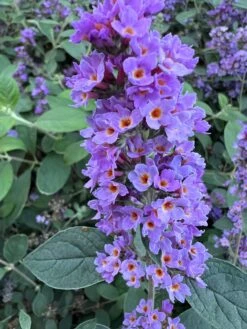 LO & BEHOLD® ‘Blue Chip Jr.’