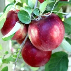 Cosmic Crisp And Melrose Apple Bundle (3 Trees) -Green Joyful Sales Store Cosmic Crisp a5f1fdd4 73b4 4e0c 9d46 4329f60a4d3b