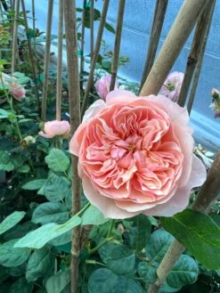 FLAVORETTE™ Honey-Apricot Rose -Green Joyful Sales Store D523EFDA 5A0E 479B 842A 2757DCD6376E