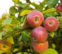 Apple Combo (5 Varieties)