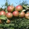 Granniwinkle Cider Apple