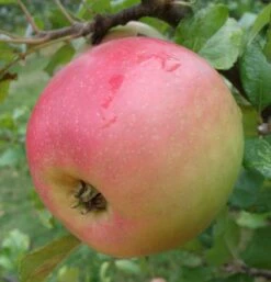 King Edward VII Apple -Green Joyful Sales Store a485 king edward 1