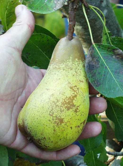 Atlantic Queen European Pear 1 Atlantic Queen European Pear