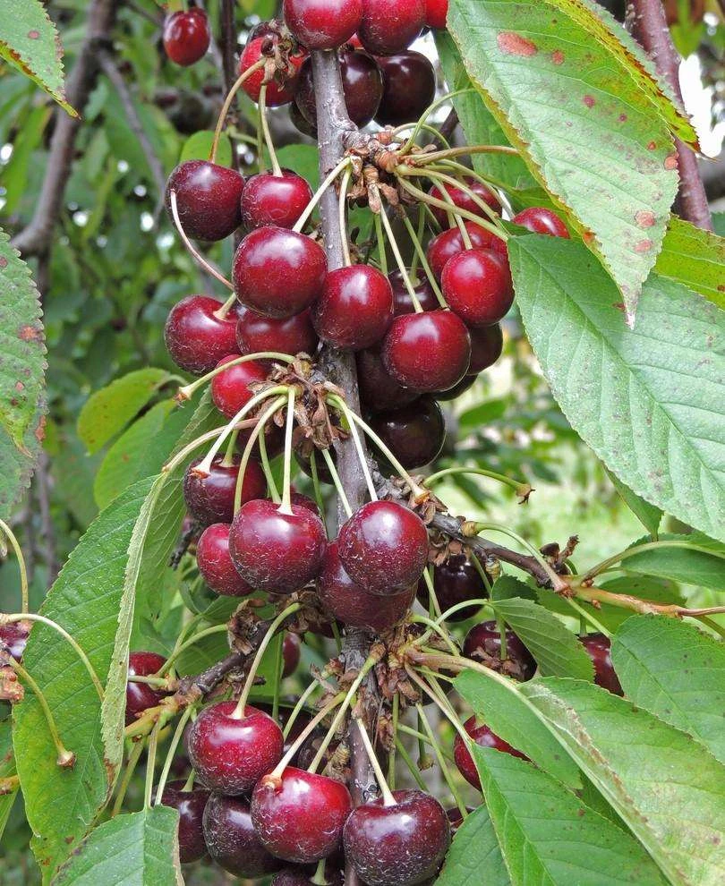 Bing Cherry 1 Bing Cherry