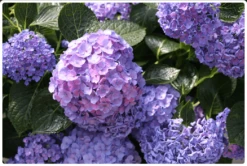 Let's Dance® Blue Jangles® Reblooming Hydrangea -Green Joyful Sales Store bjangle
