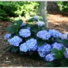 Let's Dance® Blue Jangles® Reblooming Hydrangea