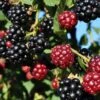 Arapaho Thornless Blackberry