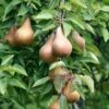 Bosc European Pear