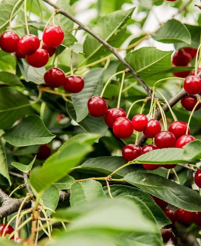 Combination Dwarf Cherry Tree (4 Varieties) 1 Combination Dwarf Cherry Tree (4 Varieties)
