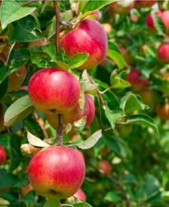 Combo Heritage Apple (5 Varieties)