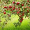 Combo Disease-Resistant Apple (4 Varieties)