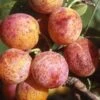 Combo Mirabelle Plum (3 Varieties)