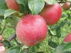 Wolf River Apple -Green Joyful Sales Store httpraintreenursery.netpa720s wolfriver1 cc2662c6 b61b 4ab0 b8a8 42e171eb72fb