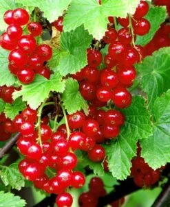 Redstart Red Currant