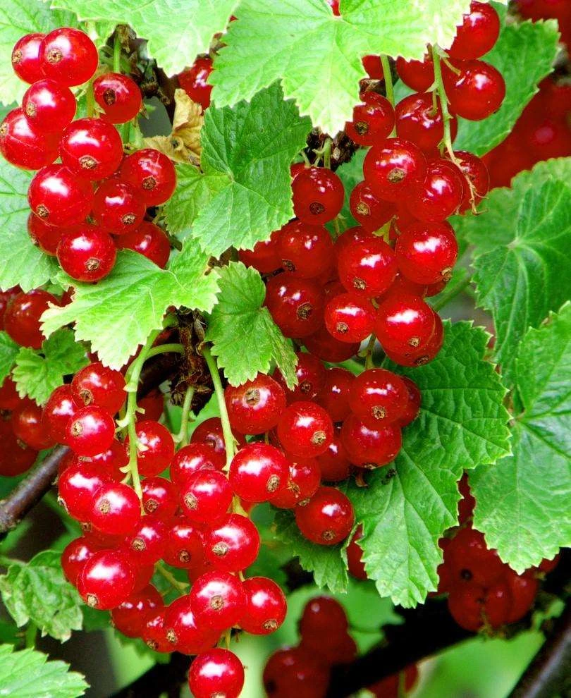 Redstart Red Currant 1 Redstart Red Currant