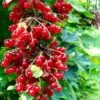 Rolam Red Currant