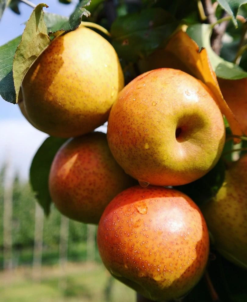 Reddy Robin Asian Pear 1 Reddy Robin Asian Pear