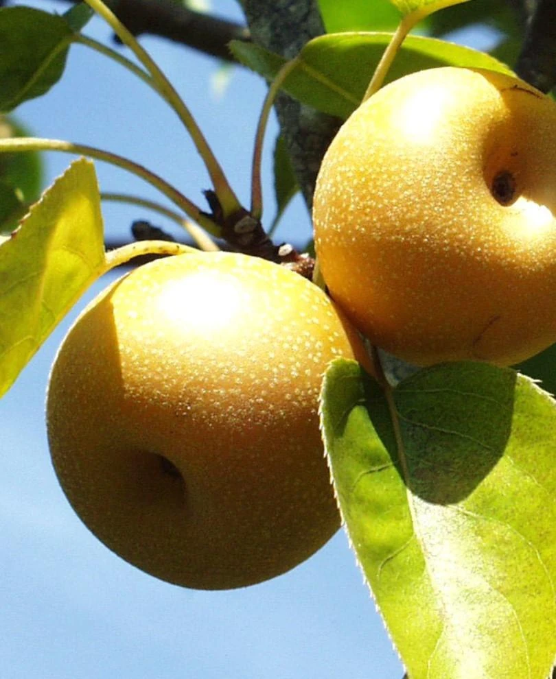 Shinsui Asian Pear 1 Shinsui Asian Pear