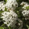 Alpha Burkwood Viburnum