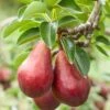 Red Clapps European Pear