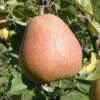 Suij European Pear