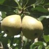 Barnett European Perry Pear