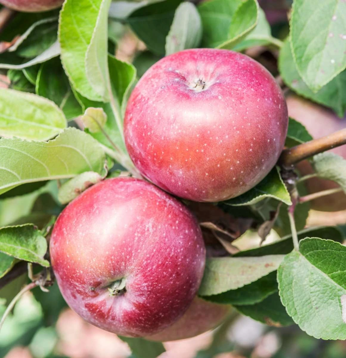 Spartan Apple 2 Spartan Apple - Image 2