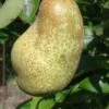 Tsu Li Asian Pear