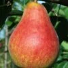 Combo European Pear Tree (5 Varieties)