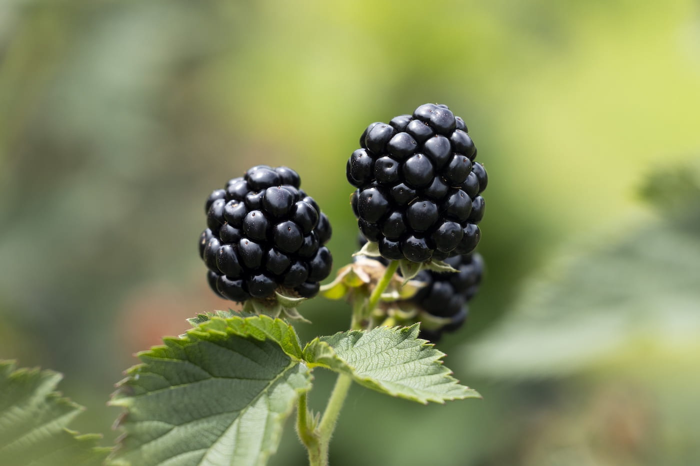 Green Joyful Sales Store -Green Joyful Sales Store 1 1