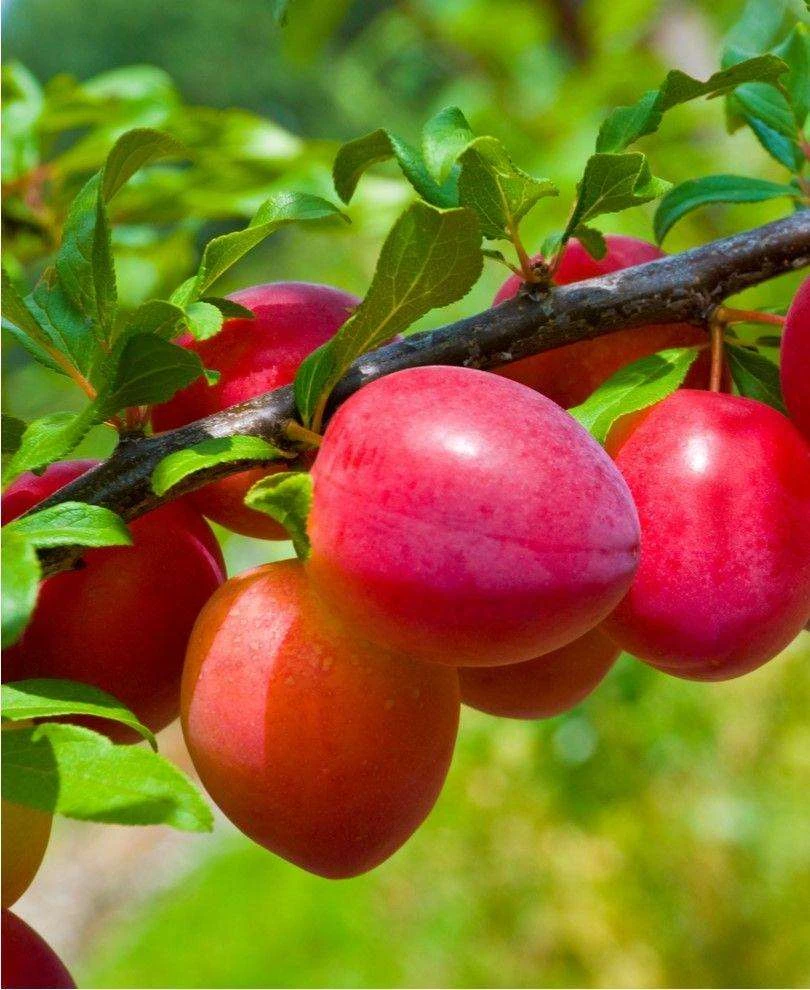 Green Joyful Sales Store -Green Joyful Sales Store 2